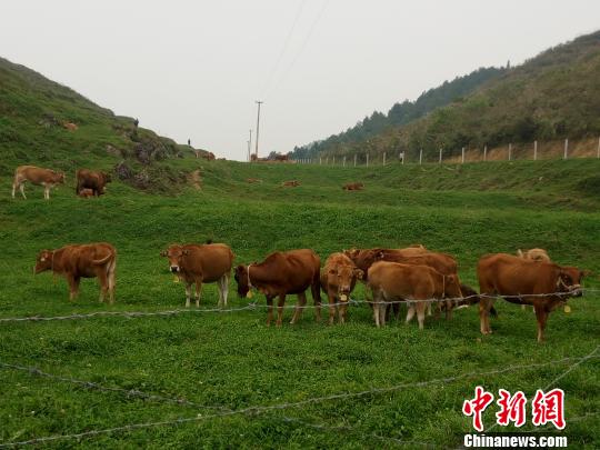 贵州铜仁产业扶贫之路：壮大畜牧业荒山遍地是牛羊