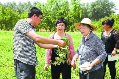 张涛被誉为“豌豆女王” 她带动4个区县农户增收