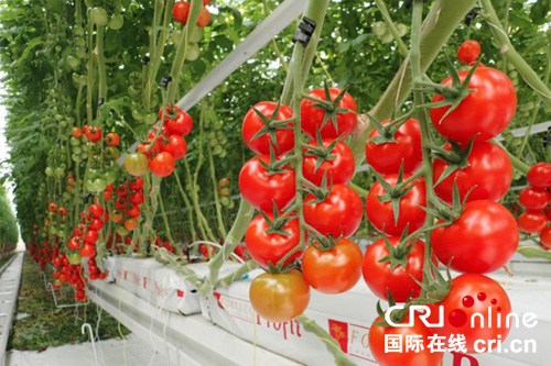 欧荷生态小番茄：生长环境全自动化控制 