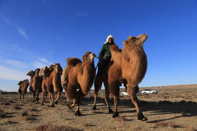 阿拉善盟为何被称为“中国骆驼之乡”？揭秘内蒙古不一样的那达慕