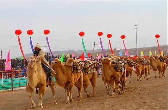 阿拉善盟为何被称为“中国骆驼之乡”？揭秘内蒙古不一样的那达慕