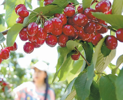中国产蓝莓、樱桃、猕猴桃等精品水果逐渐在市场走俏