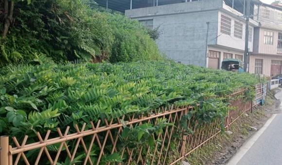 隆回小沙江镇：庭院小经济   振兴大产业